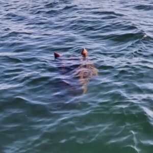 Ogopogo depicted in mythic art as a mysterious aquatic creature symbolizing folklore, mystery, and the unknown depths.